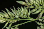 Reed canarygrass